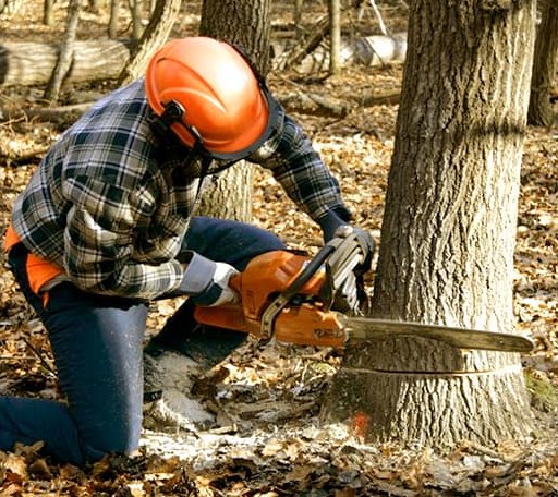Tree Removal in Bascom, OH